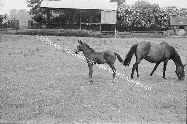 HEADFORD HOUSE  MISS ELIZABETH CLARKE WITH THOROUGHBRED MARES AND FOALS